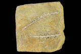 Plate of Archimedes Screw Bryozoan Fossils - Alabama #156449-1